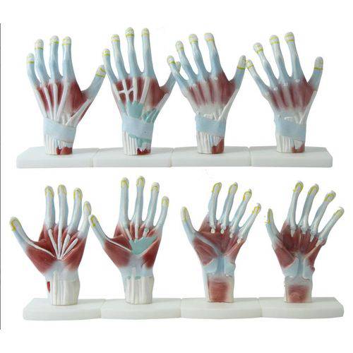 Assistência Técnica, SAC e Garantia do produto Anatomia das Mãos 4 Partes - Coleman - Cód: Col 1325