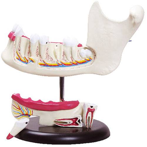 Assistência Técnica, SAC e Garantia do produto Anatomia do Dente com 6 Partes Anatomic - Tgd-0313