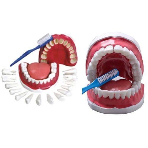 Assistência Técnica, SAC e Garantia do produto Arcada Dentária C/ Todos os Dentes Removíveis, Língua e Escova - Coleman - Col 3400