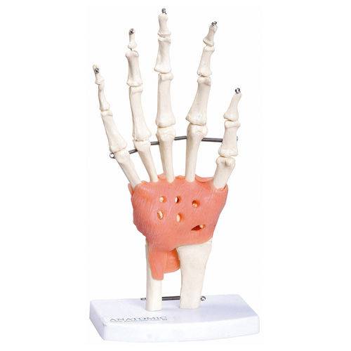 Assistência Técnica, SAC e Garantia do produto Articulação da Mão Anatomic - Tgd-0162-c