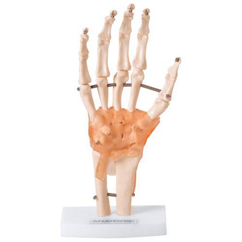 Assistência Técnica, SAC e Garantia do produto Articulação da Mão com Ligamentos Modelo Anatômico TGD-0162-C