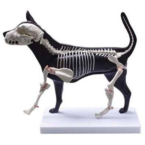 Assistência Técnica, SAC e Garantia do produto Cachorro - Anatomia e Esqueleto - Coleman - Col 3630