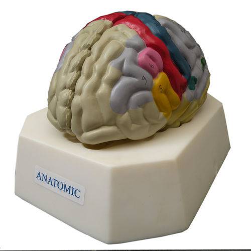 Assistência Técnica, SAC e Garantia do produto Cérebro com Região Funcional do Córtex - Anatomic - Cód: Tzj-0303-f