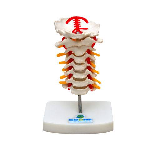 Assistência Técnica, SAC e Garantia do produto Coluna Vertebral Cervical - Sdorf - Cód: Sd-5010