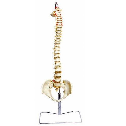 Assistência Técnica, SAC e Garantia do produto Coluna Vertebral Flexível Anatomic - Tgd-0148-a