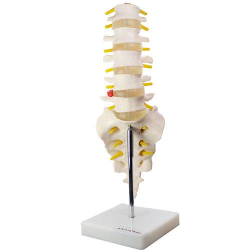 Assistência Técnica, SAC e Garantia do produto Coluna Vertebral Lombar Tgd-0145-b Anatomic