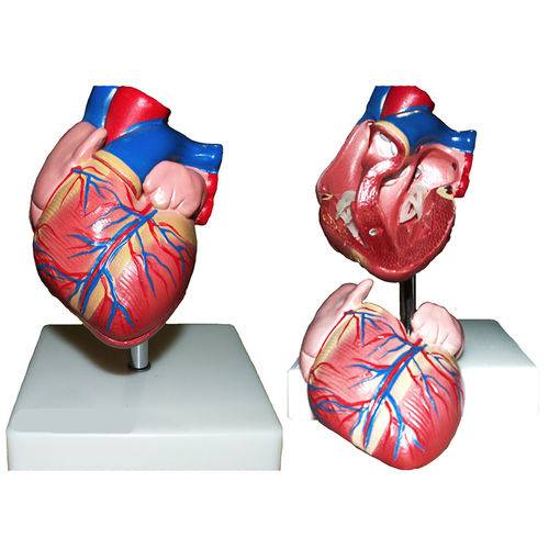 Assistência Técnica, SAC e Garantia do produto Coração Tamanho Natural com 2 Partes Anatomic - Código: Tgd-0322