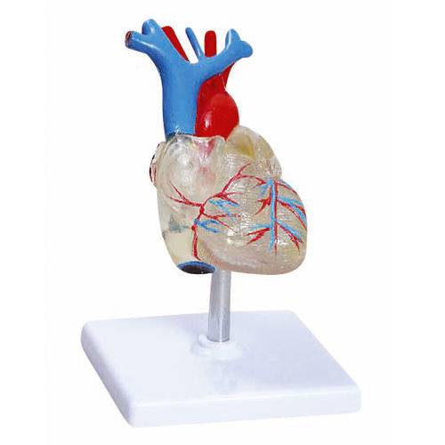 Assistência Técnica, SAC e Garantia do produto Coração Transparente com 2 Partes Anatomic - Tgd-0322-t