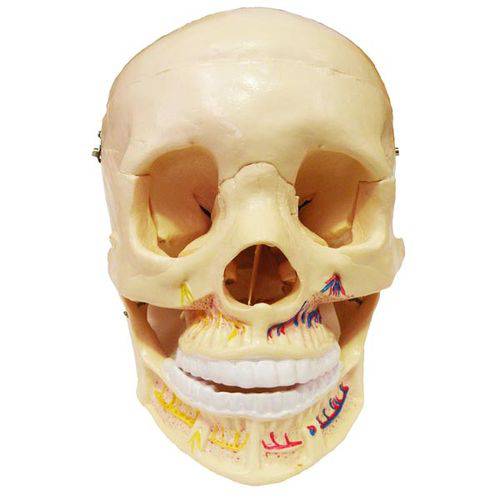 Assistência Técnica, SAC e Garantia do produto Crânio Clássico com Mandíbula Aberta Anatomic - Tgd-0102-b