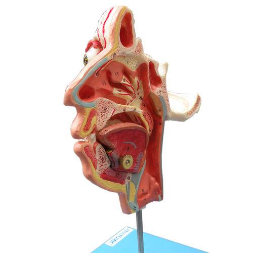 Assistência Técnica, SAC e Garantia do produto Crânio Facial com Demonstrativo de Nervos - Anatomic - Cód: Tzj-0300-n