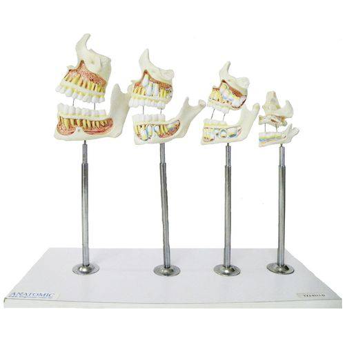 Assistência Técnica, SAC e Garantia do produto Desenvolvimento da Dentição Anatomic - Tzj-0313-d