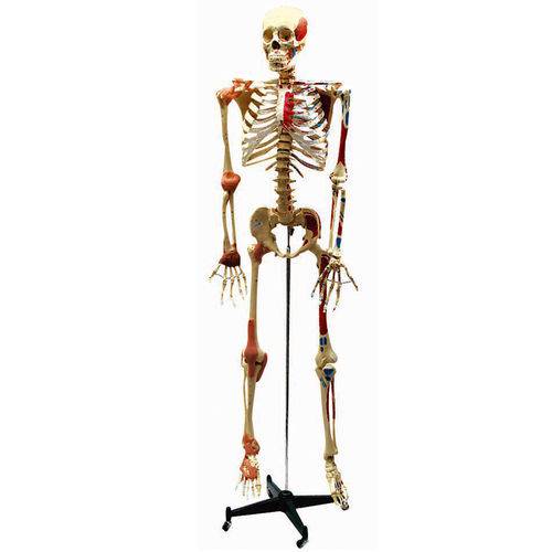 Assistência Técnica, SAC e Garantia do produto Esqueleto Aprox. 168 Cm Articulado e Muscular - Anatomic - Cód: Tgd-0101-a