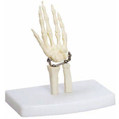 Assistência Técnica, SAC e Garantia do produto Esqueleto da Mão Tamanho Mini Anatomic - Tgd-0162-b