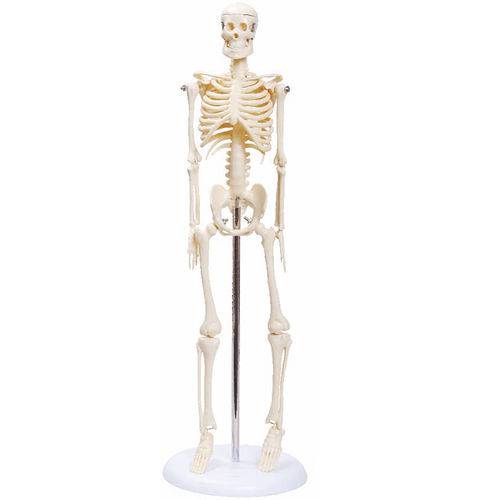 Assistência Técnica, SAC e Garantia do produto Esqueleto de 45 Cm - Anatomic - Cód: Tgd-0121