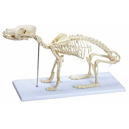 Assistência Técnica, SAC e Garantia do produto Esqueleto de Cachorro - Anatomic - Código: Tgd-0601
