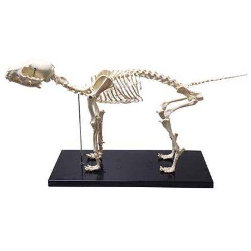 Assistência Técnica, SAC e Garantia do produto Esqueleto de Cachorro Coleman - Col 3650