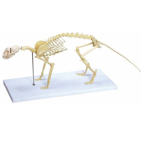Assistência Técnica, SAC e Garantia do produto Esqueleto de Gato - Anatomic - Cód: Tgd-0602
