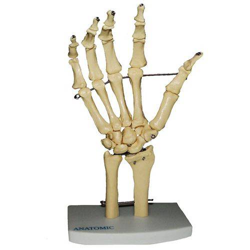 Assistência Técnica, SAC e Garantia do produto Esqueleto de Mão com Ossos do Punho Anatomic - Tgd-0157-b