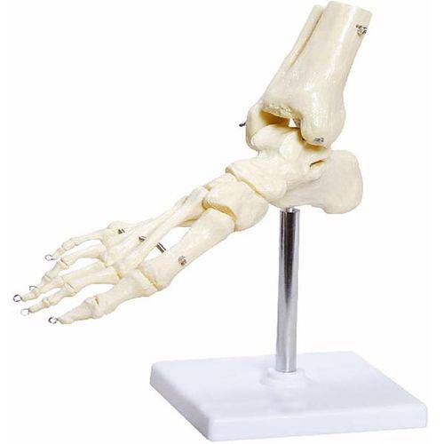 Assistência Técnica, SAC e Garantia do produto Esqueleto de Pé com Ossos Tornozelo Anatomic - Tgd-0159-b