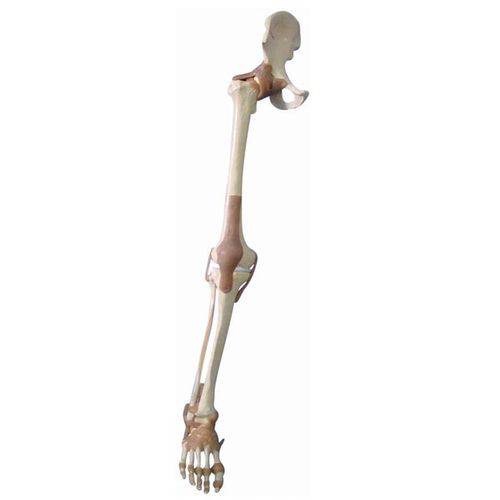 Assistência Técnica, SAC e Garantia do produto Esqueleto do Membro Inferior com Articulações e Suporte Anatomic - Tgd-0158-a