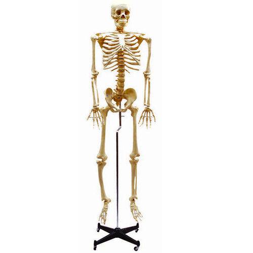 Assistência Técnica, SAC e Garantia do produto Esqueleto Flexível Aprox. 168cm com Suporte Anatomic - Código: Tgd-0101-b
