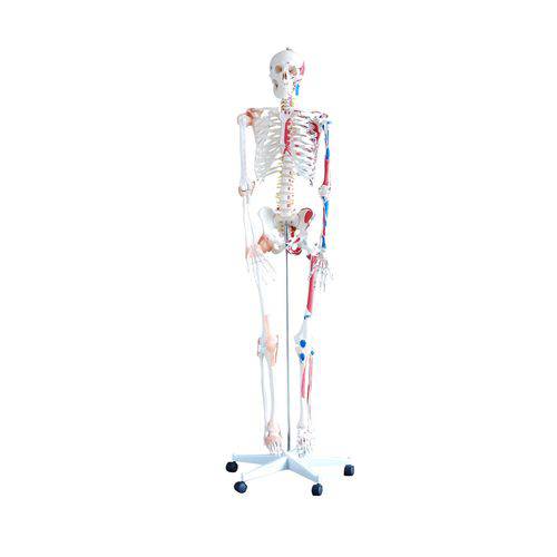 Assistência Técnica, SAC e Garantia do produto Esqueleto Humano 1,70 - Articulado, com Ligamentos e Inserções Musculares - Brax Tecnologia