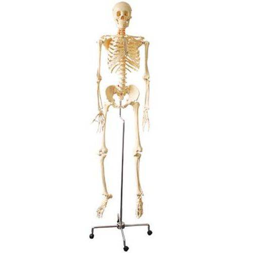 Assistência Técnica, SAC e Garantia do produto Esqueleto Humano 168cm Flexível com Rodas - Coleman - Col 3101