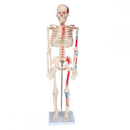 Assistência Técnica, SAC e Garantia do produto Esqueleto Humano 85 Cm Articulado com Inserções Musculares com Base