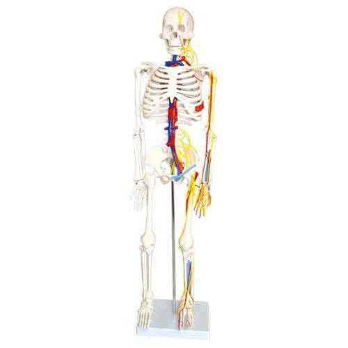 Assistência Técnica, SAC e Garantia do produto Esqueleto Humano 85cm com Nervos e Veias Coleman - Col 1102-b