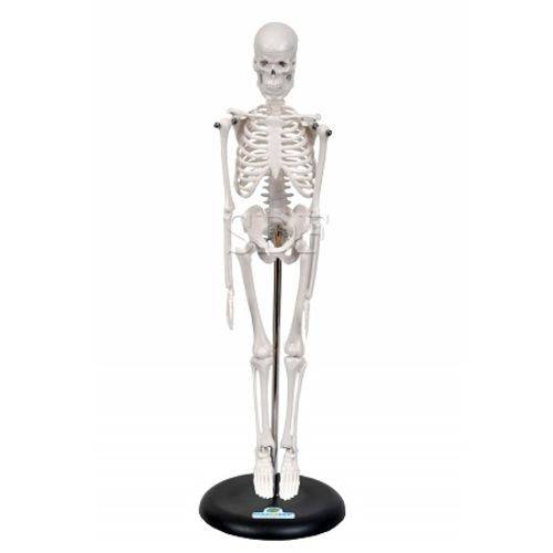 Assistência Técnica, SAC e Garantia do produto Esqueleto Humano de 45 Cm C/ Suporte - Sdorf - Cód: Sd-5002/b