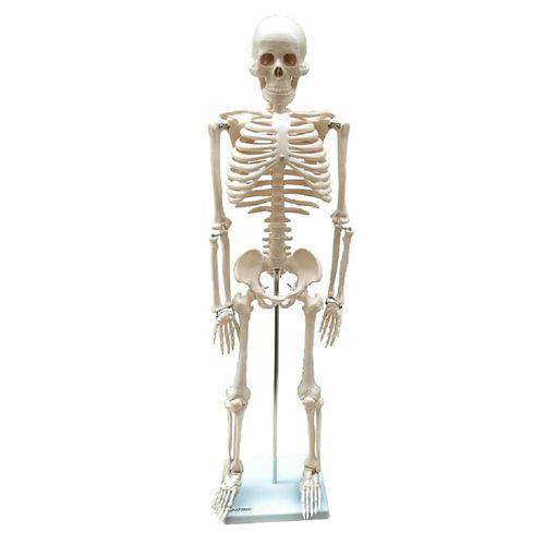 Assistência Técnica, SAC e Garantia do produto Esqueleto Humano Padrão Articulado com Aproximadamente 85cm de Altura
