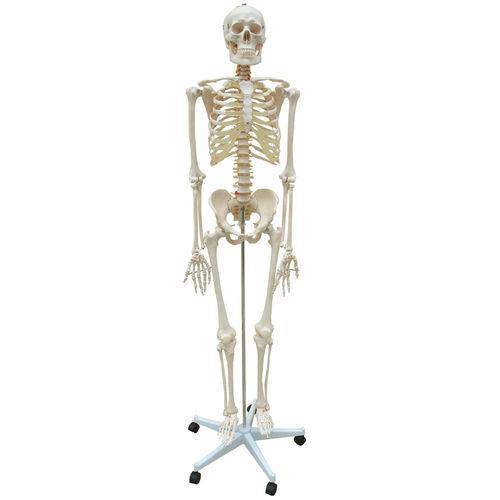 Assistência Técnica, SAC e Garantia do produto Esqueleto Padrão Aprox. 170 Cm com Rodas - Anatomic - Cód: Tgd-0101