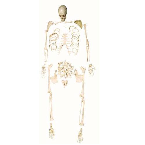 Assistência Técnica, SAC e Garantia do produto Esqueleto Padrão Desarticulado Anatomic - Código: Tgd-0101-c
