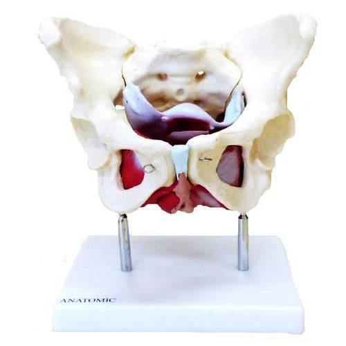Assistência Técnica, SAC e Garantia do produto Esqueleto Pélvico com Útero Anatomic - Tgd-0351