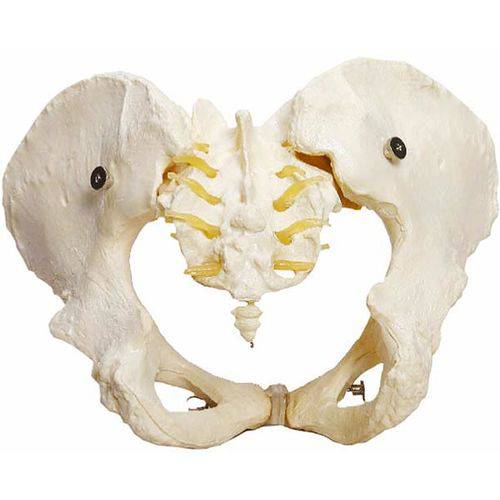 Assistência Técnica, SAC e Garantia do produto Esqueleto Pélvico Feminino Anatomic - Tgd-0169-b