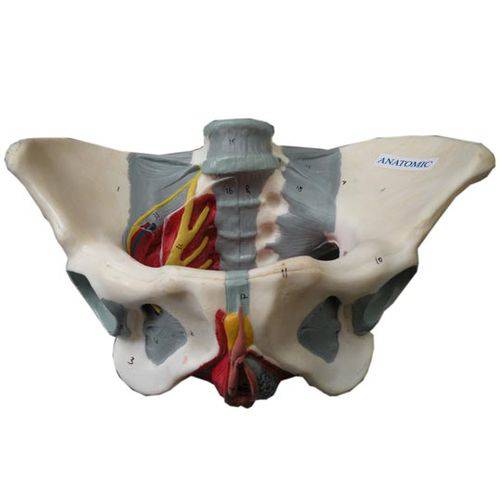 Assistência Técnica, SAC e Garantia do produto Esqueleto Pélvis Feminina com Nervos e Ligamentos - Anatomic - Cód: Tzj-0353-h