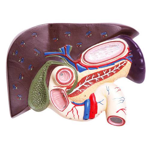 Assistência Técnica, SAC e Garantia do produto Fígado com Vesícula Biliar, Pâncreas e Duodeno Anatomic - Tzj-0329-b