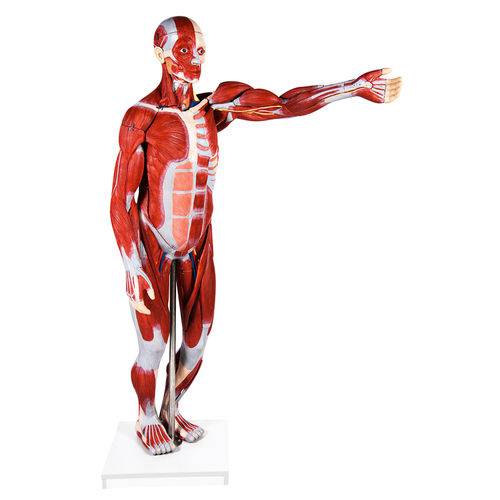 Assistência Técnica, SAC e Garantia do produto Figura Muscular Assexuada 170 Cm com 27 Partes com Órgãos Internos Anatomic - Tzj-4000-a