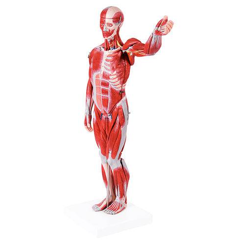 Assistência Técnica, SAC e Garantia do produto Figura Muscular Assexuada 78 Cm com Órgãos Internos Anatomic - Código: Tzj-4000-b