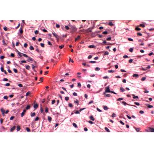 Assistência Técnica, SAC e Garantia do produto Lâminas Preparadas Ensino Superior 100pçs/cx - Anatomic - Cód: Til-es-100