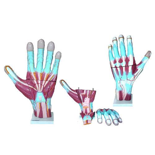 Assistência Técnica, SAC e Garantia do produto Mão Muscular Ampliada em 3 Partes Anatomic - Tgd-0330-m