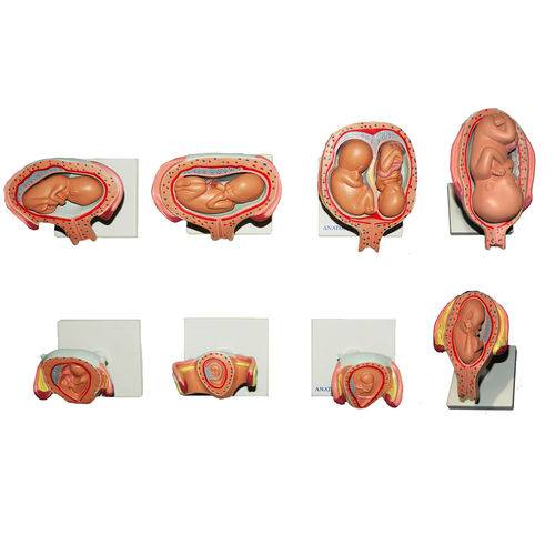 Assistência Técnica, SAC e Garantia do produto Modelo Anatomico da Gravidez com 8 Fases Anatomic - Código: Tzj-0200