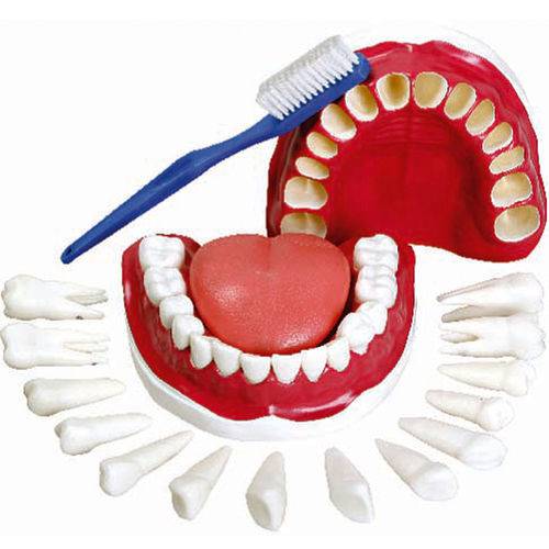 Assistência Técnica, SAC e Garantia do produto Modelo de Dentição com Todos os Dentes Removíveis Anatomic - Tgd-0312-c