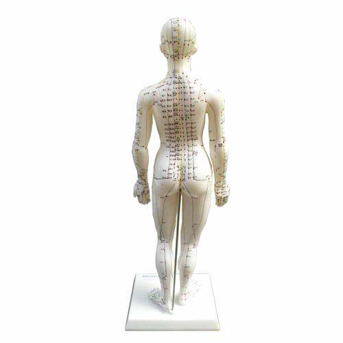 Assistência Técnica, SAC e Garantia do produto Modelo Feminino de 50 Cm para Acupuntura Anatomic - Código: Tgd-0402