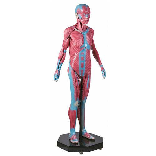 Assistência Técnica, SAC e Garantia do produto Modelo Muscular Assexuado 170 Cm com 34 Partes Anatomic - Código: Tgd-4000