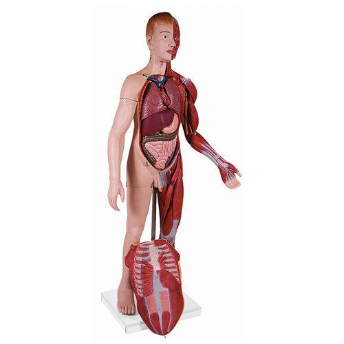 Assistência Técnica, SAC e Garantia do produto Modelo Muscular com Órgãos Internos com 170 Cm Anatomic - Tzj-4001-a