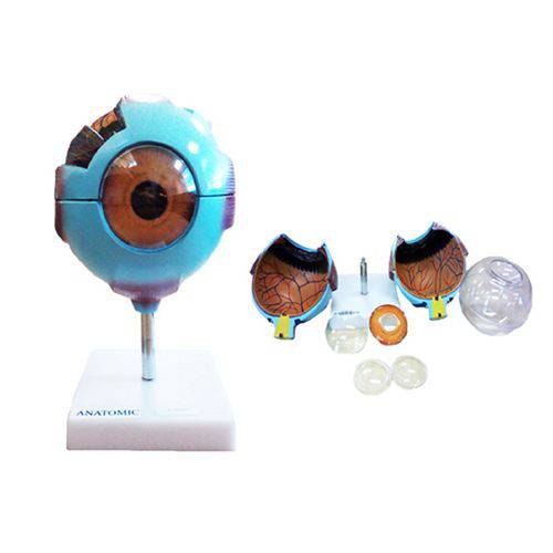Assistência Técnica, SAC e Garantia do produto Olho com 8 Partes Anatomic - Código: Tgd-0307