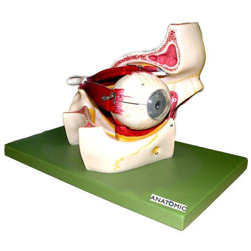 Assistência Técnica, SAC e Garantia do produto Olho em Órbita Ampliado com 11 Partes Anatomic - Tzj-0307-b
