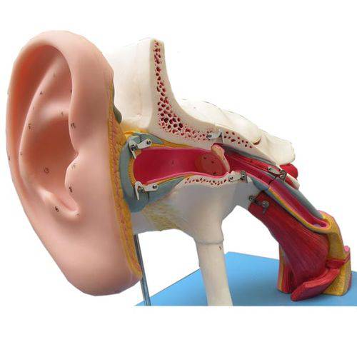 Assistência Técnica, SAC e Garantia do produto Ouvido Ampliado Classico com 58 Posições para Estudos Anatomic - Código: Tzj-0309-e