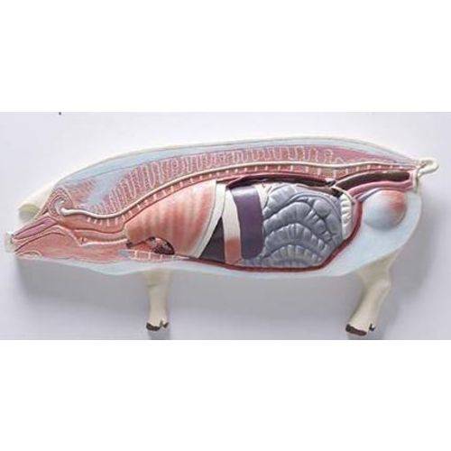 Assistência Técnica, SAC e Garantia do produto Porco - Anatomia - Coleman - Col 3605